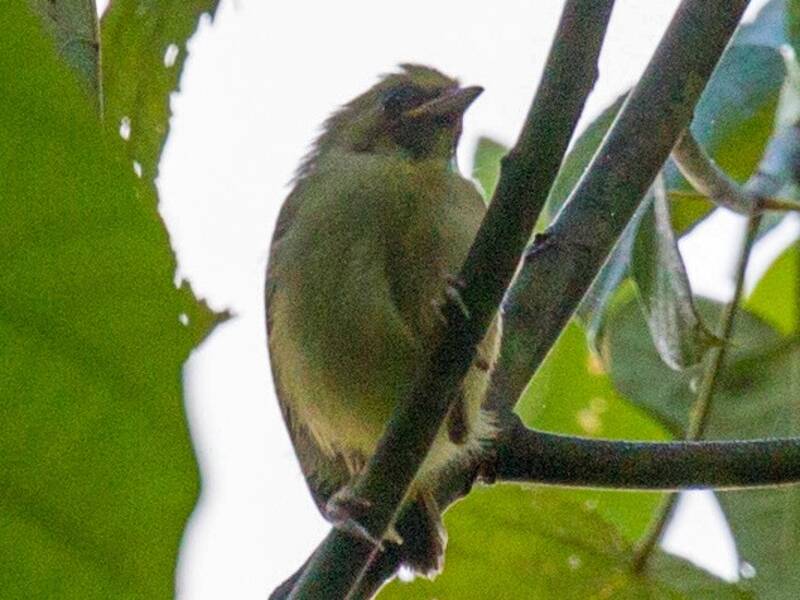 Santa-Cruz-Brillenvogel, Fotos 2