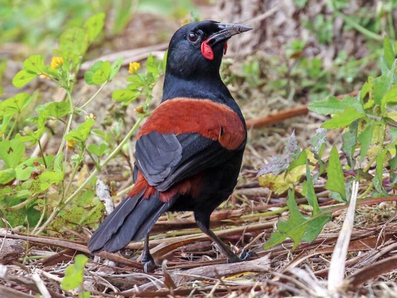 Tieke du Nord, Photos 3