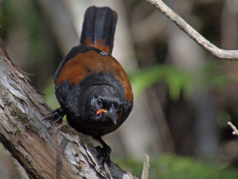 Tieke du Nord, Photos 4