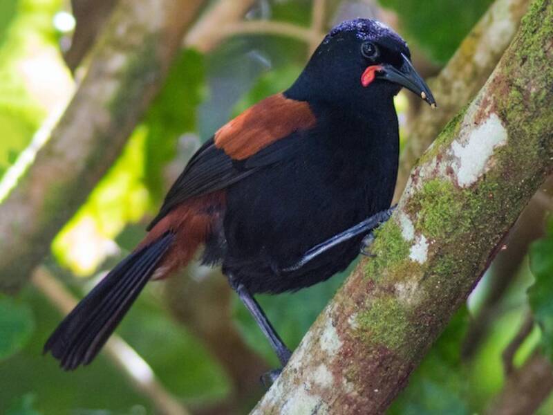 Tieke du Nord