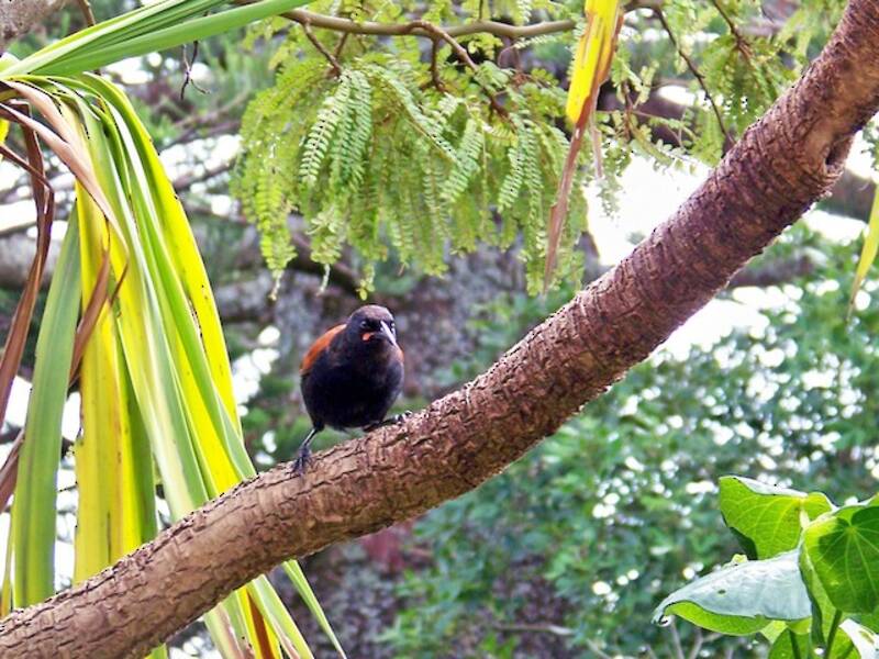 Tieke du Nord, Photos 2