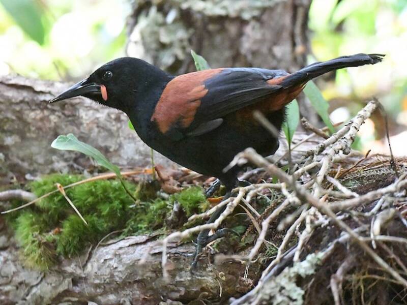 Südinsel-Sattelvogel, Fotos 3