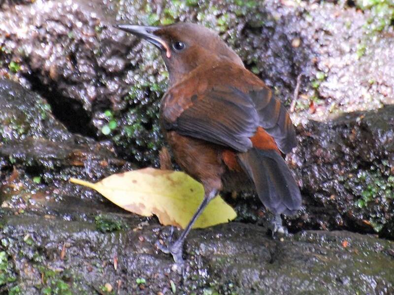 Südinsel-Sattelvogel, Fotos 2