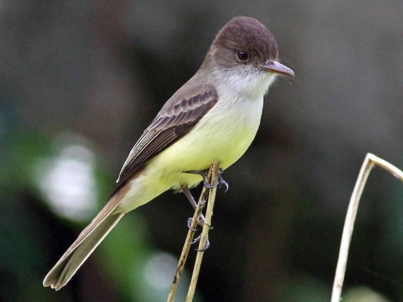 Sad Flycatcher, 照片 3