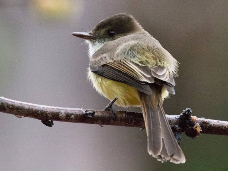 Sad Flycatcher