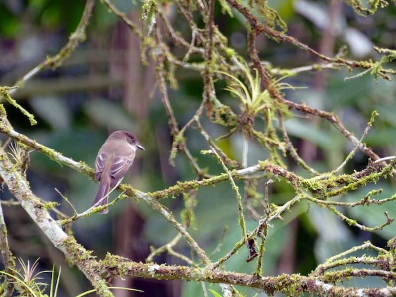 Sad Flycatcher, 照片 2