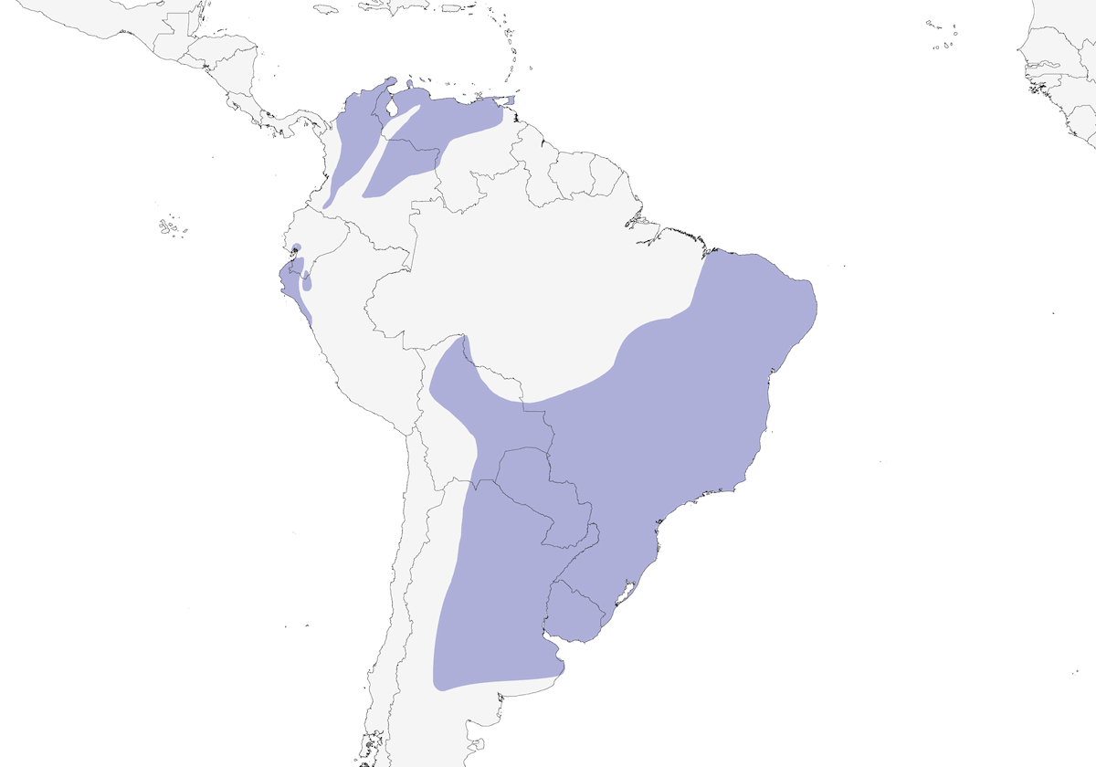 Fringuello zafferano, Distribuzione 1