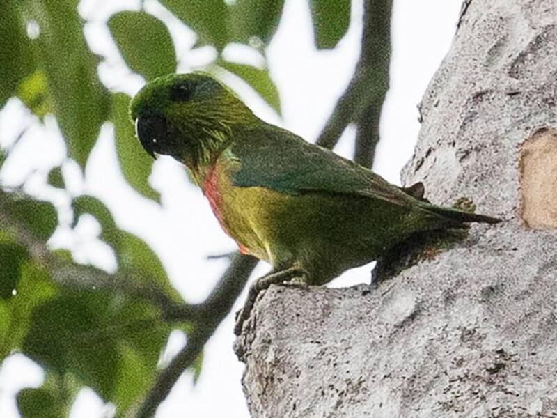 Loro-higuero de Salvadori, Fotos 2