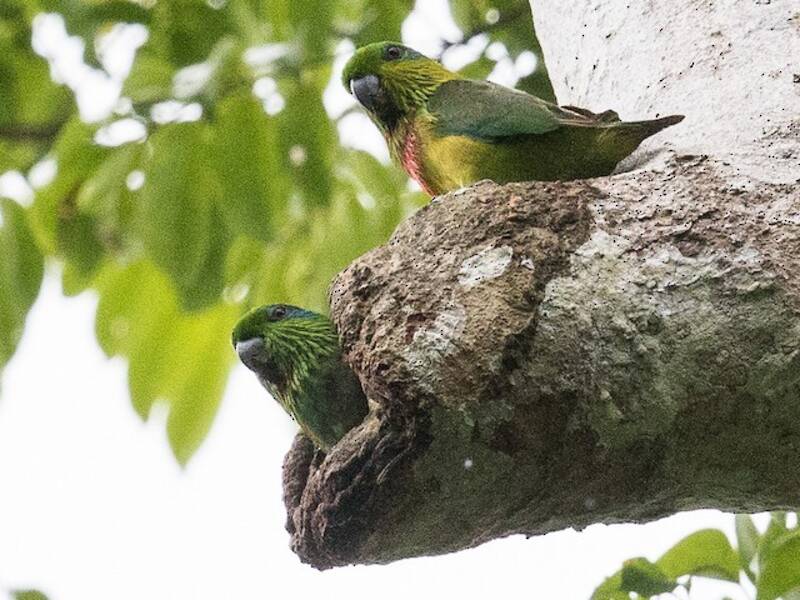 Loro-higuero de Salvadori, Fotos 4