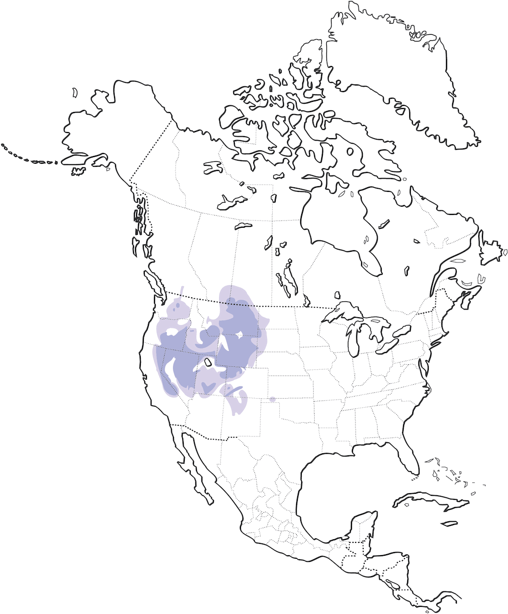 Tetra di salvia maggiore, Distribuzione 1