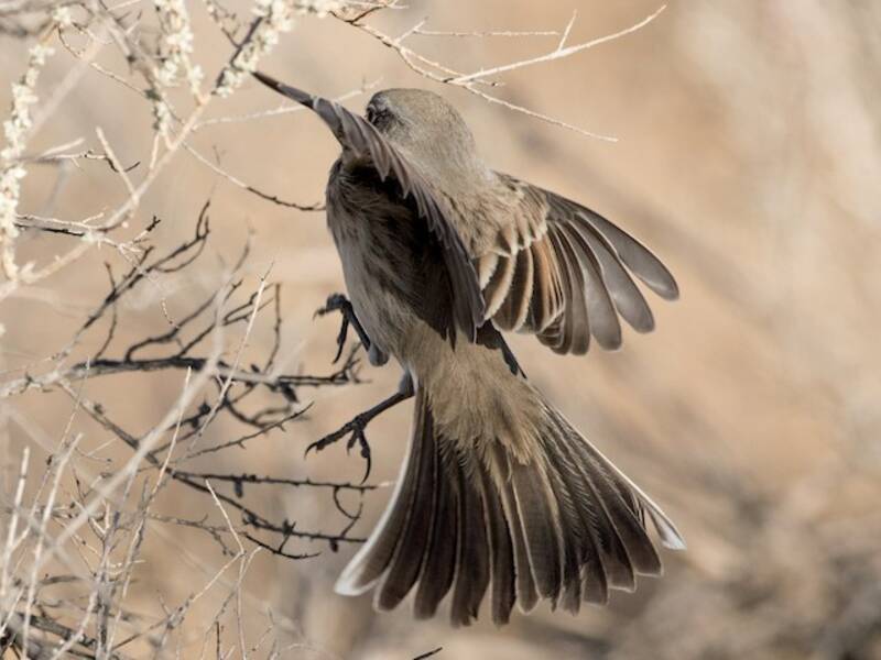 Sagebrush Sparrow