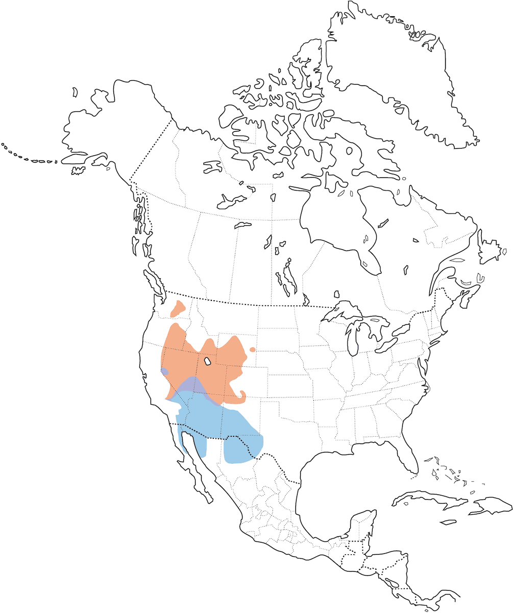 Gorrión de artemisa, Distribución 1