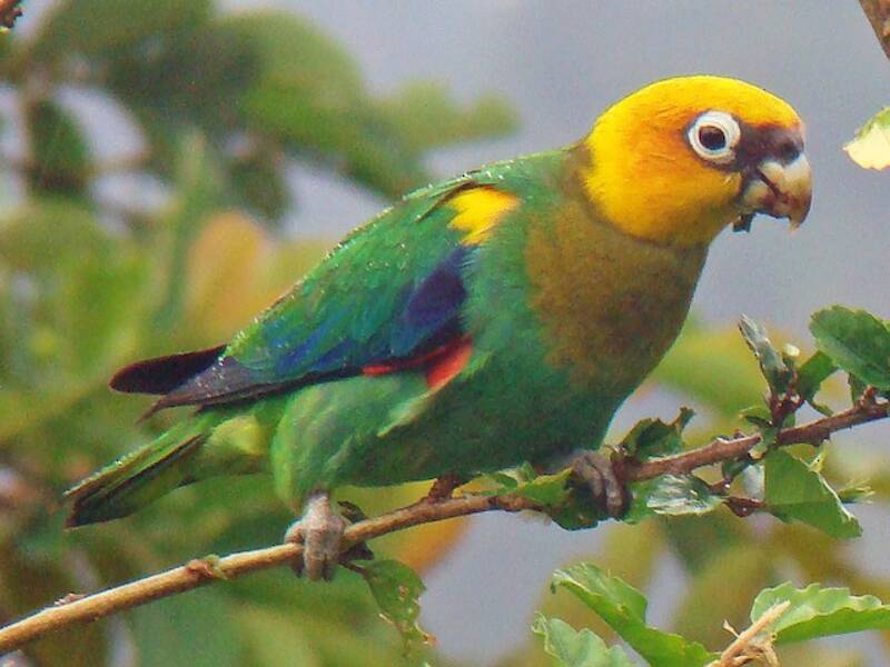 Saffron-headed Parrot