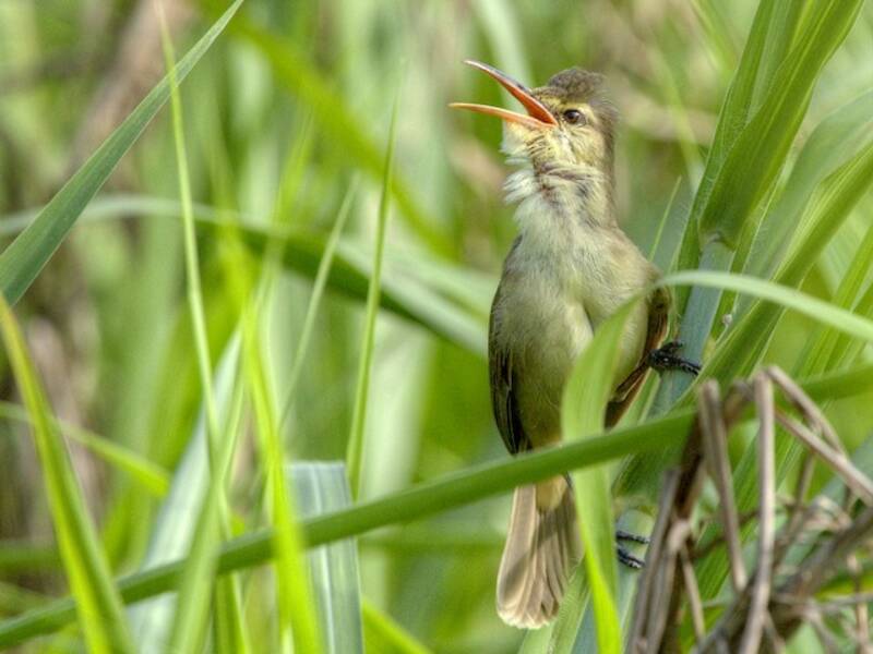 Saipan Reed Warbler, Photos 4