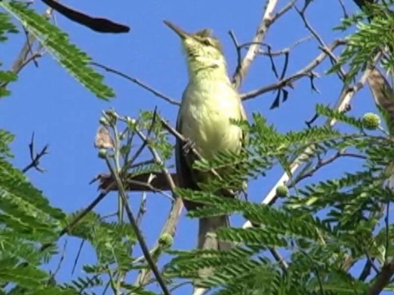 Saipan Reed Warbler, Photos 3