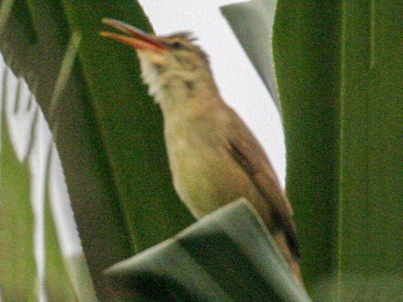 Saipan Reed Warbler, Photos 2