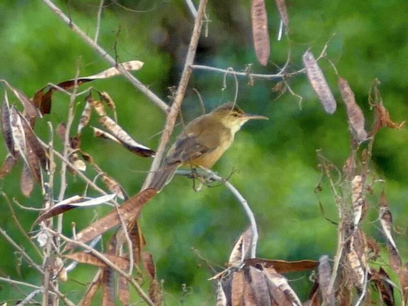 Saipan Reed Warbler