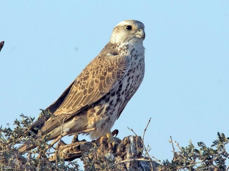 Saker Falcon, Photos 3