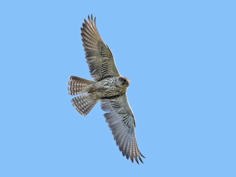 Saker Falcon, Photos 2