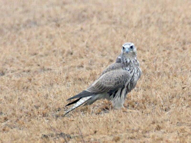 Saker Falcon, Photos 4