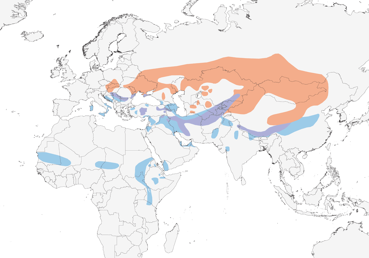 Saker Falcon, Distribution 1