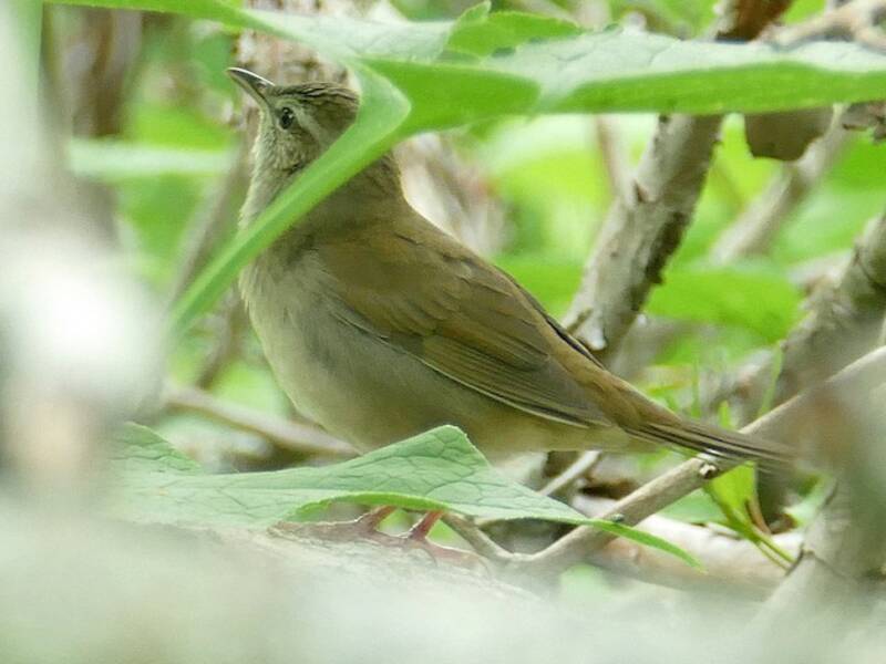 Sakhalin Grasshopper Warbler