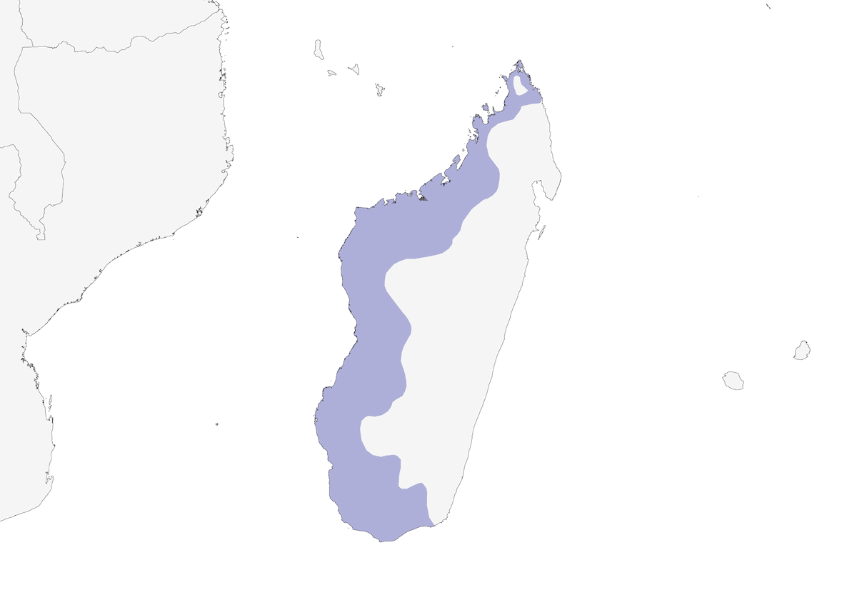 Tejedor de Sakalava, Distribución 1