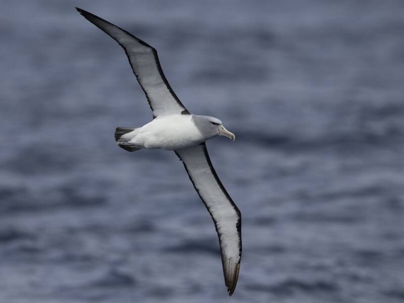 Salvin's Albatross (Thalassarche salvini)