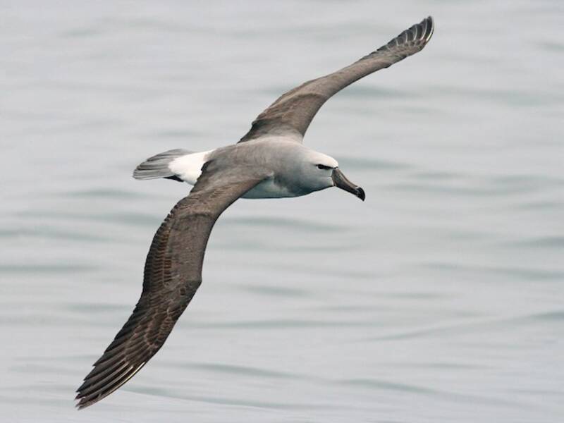 Albatro di Salvin, Foto 2