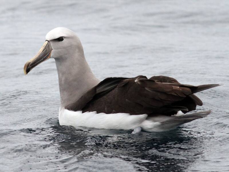 Albatro di Salvin, Foto 3