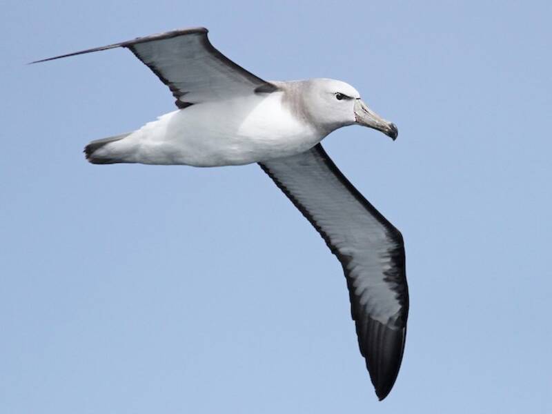 Albatro di Salvin, Foto 4