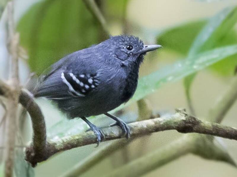 Hormiguerito de Salvadori