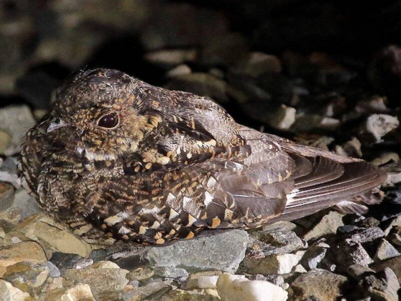 Salvadori's Nightjar, Photos 3
