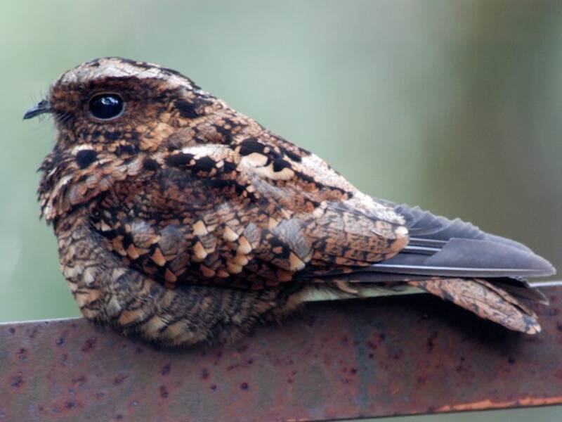 Salvadori's Nightjar, Photos 2
