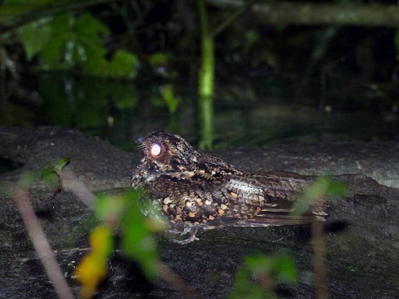 Salvadori's Nightjar, Photos 4