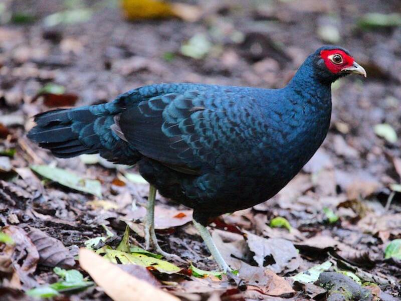 Salvadori's Pheasant, Photos 3