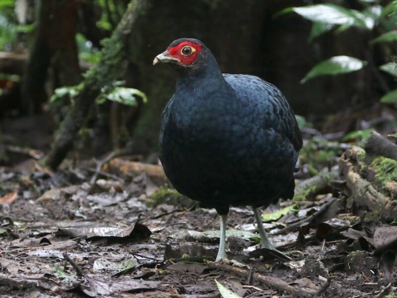 Salvadori's Pheasant, Photos 4