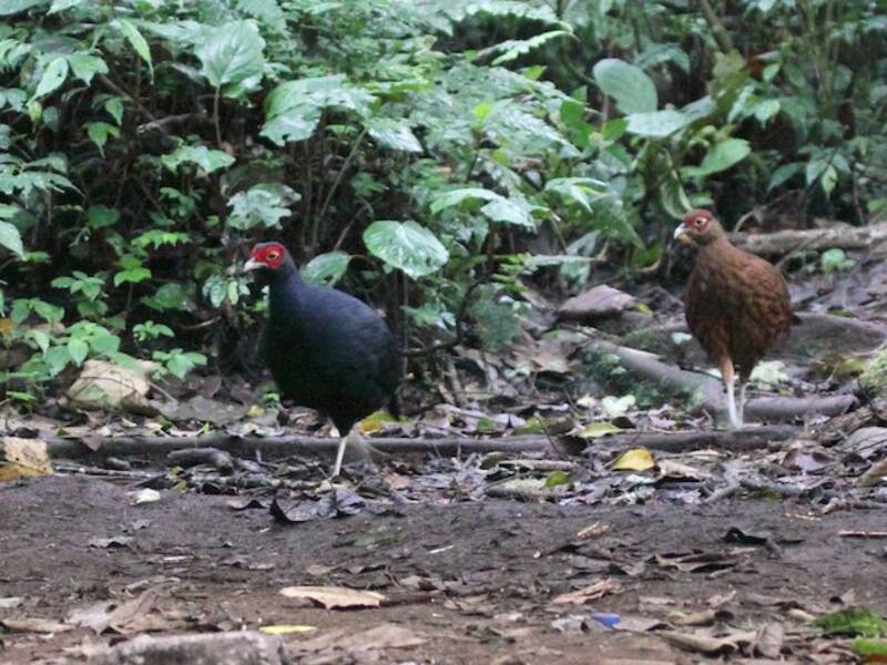 Salvadori's Pheasant, Photos 2