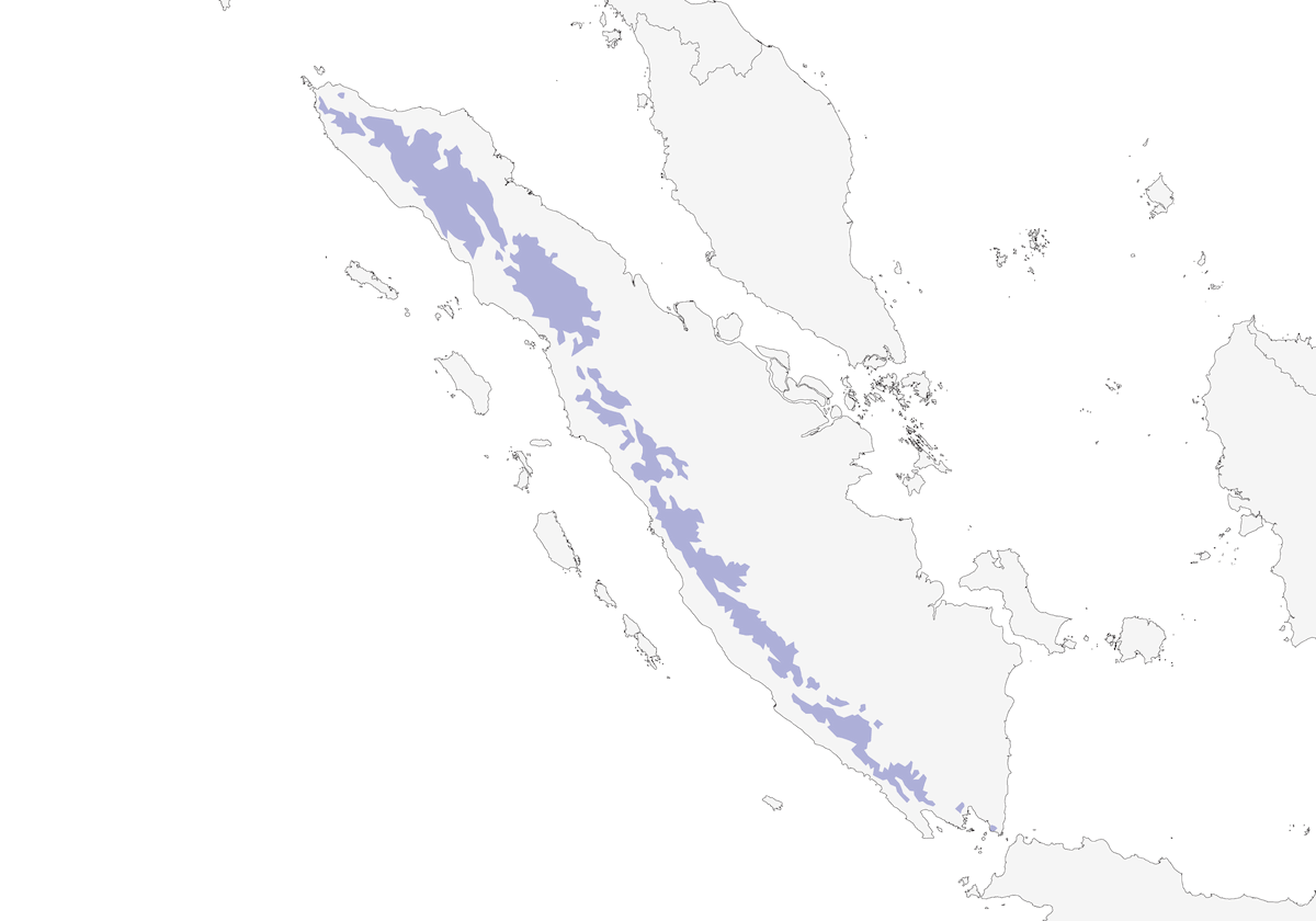 Salvadori's Pheasant, Distribution 1