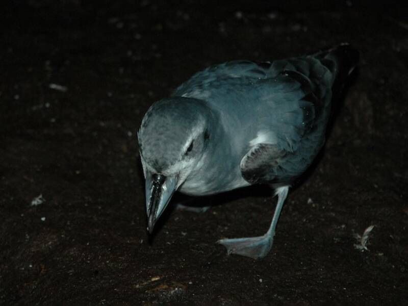 MacGillivray's Prion