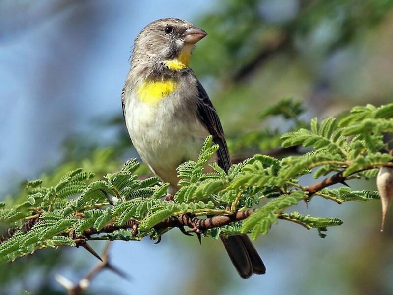 Salvadori's Serin