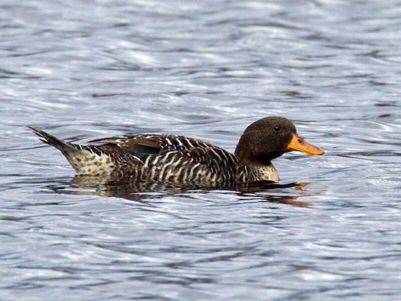 Salvadori-Ente, Fotos 3