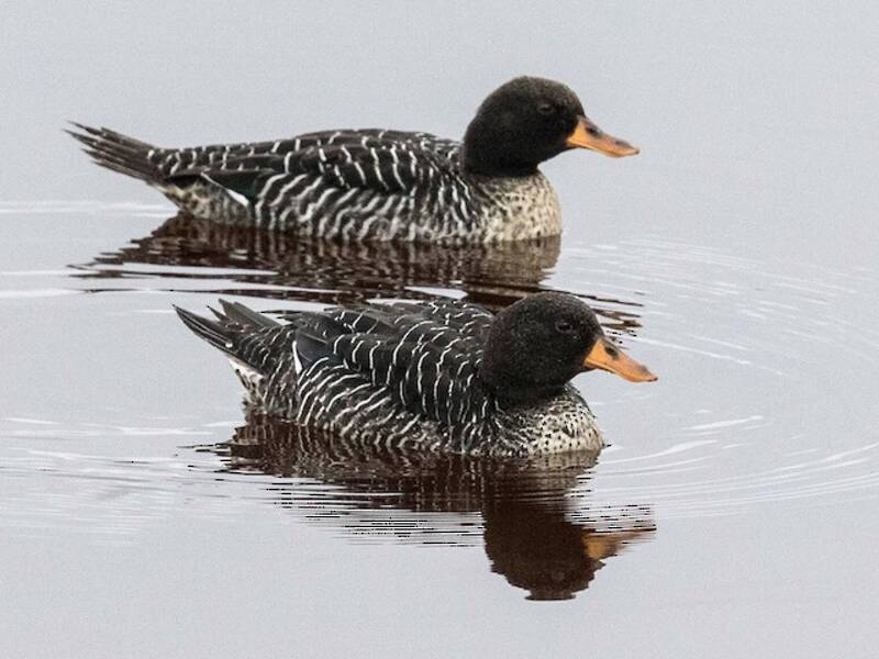 Salvadori-Ente, Fotos 2