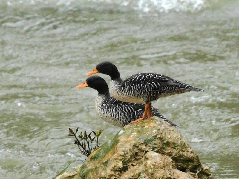 Salvadori-Ente, Fotos 4