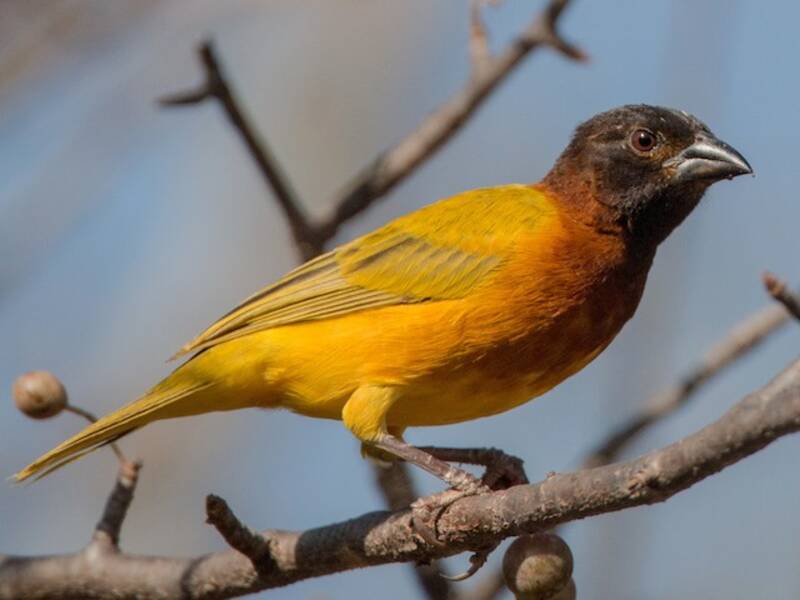 Juba Weaver, Photos 2