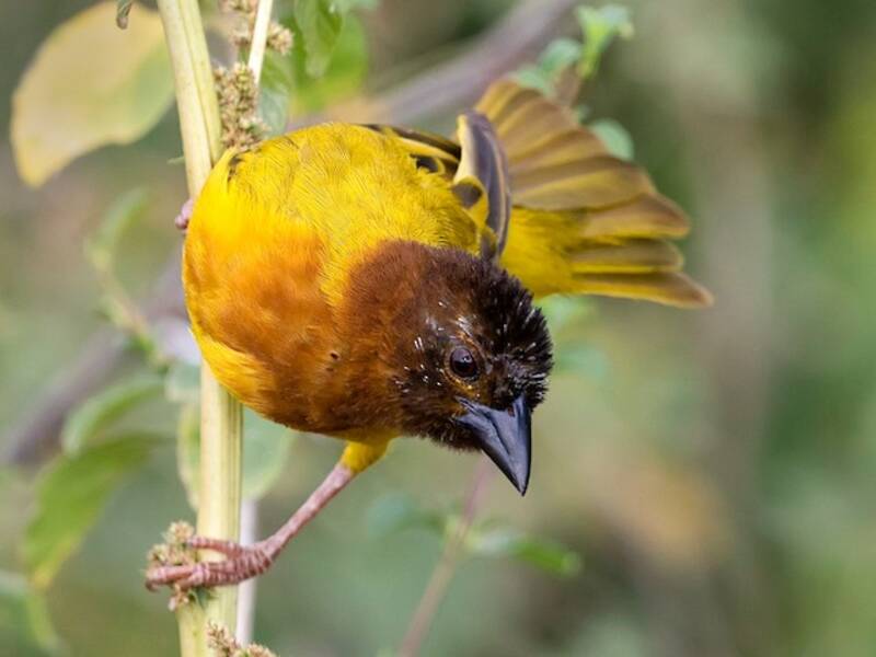 Juba Weaver, Photos 4