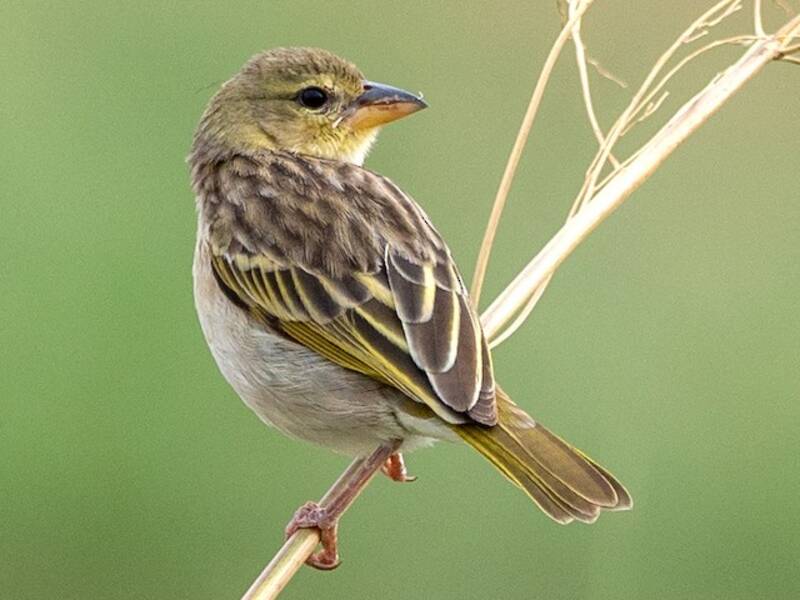 Juba Weaver