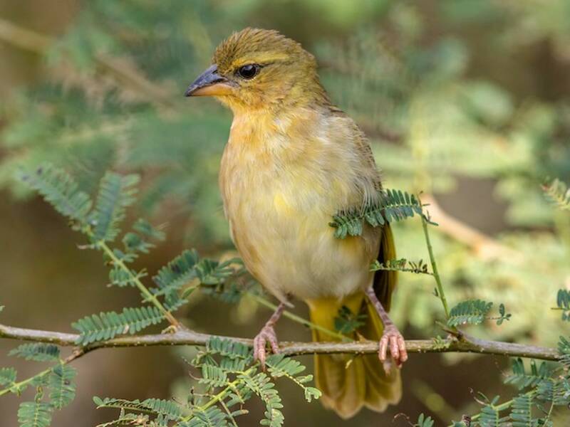 Juba Weaver, Photos 3