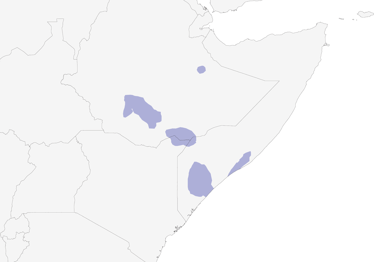 Juba Weaver, Distribution 1