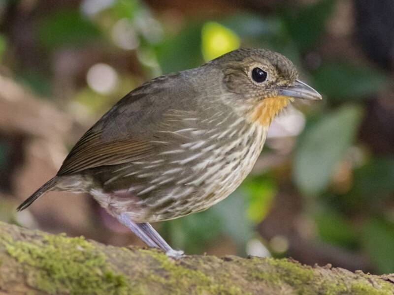 Santa Marta Antpitta